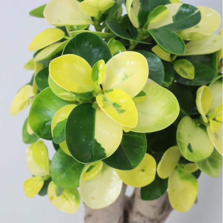 黄斑入り パンダガジュマル ドワーフ 気根仕立て 高さ約89cm 7号鉢