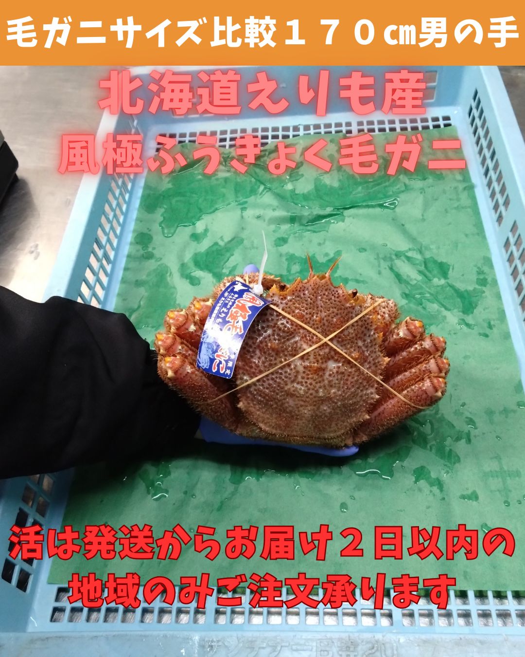 ふうきょく １尾800ｇ～890ｇ