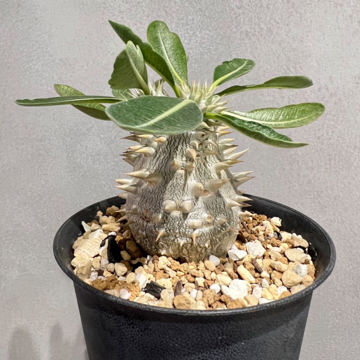 【極美品】ダーマ⭐︎フェイクミンク　フーデット　ロングジレ　ブラウン　サイズ3 極美品】ダーマ⭐︎フェイクミンク フーデット ロングジレ