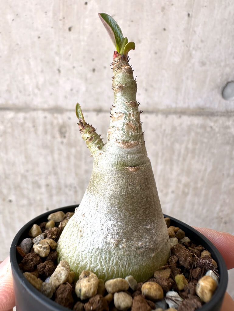 現品限り】アデニウム・アラビカム【Z18】 Adenium arabicum