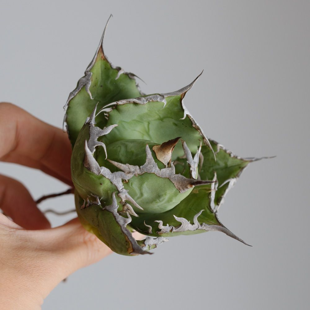 値下げ中】アガベ チタノタ烈焔（逆刺） - メルカリ