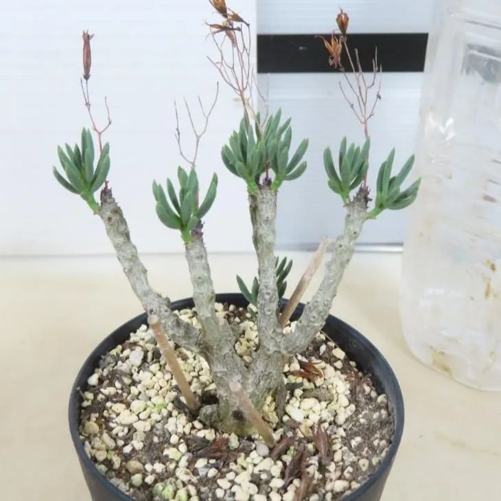 6021 「実生」チレコドン デシピエンス【発根・塊根植物・多肉植物・Tylecodon decipiens】 - メルカリ