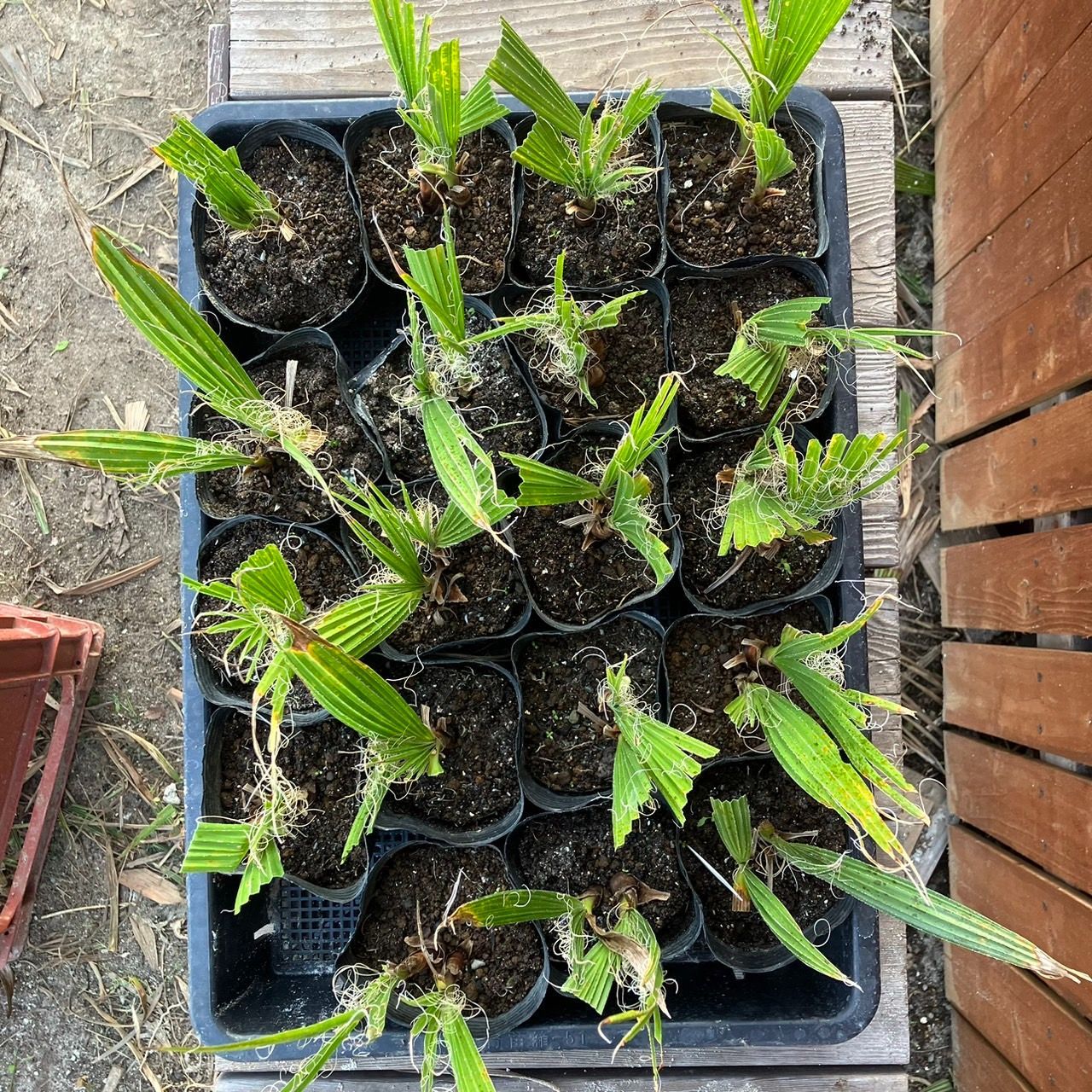 抜き苗】5本 ワシントンヤシ ワシントニア フィリフェラ Washingtonia