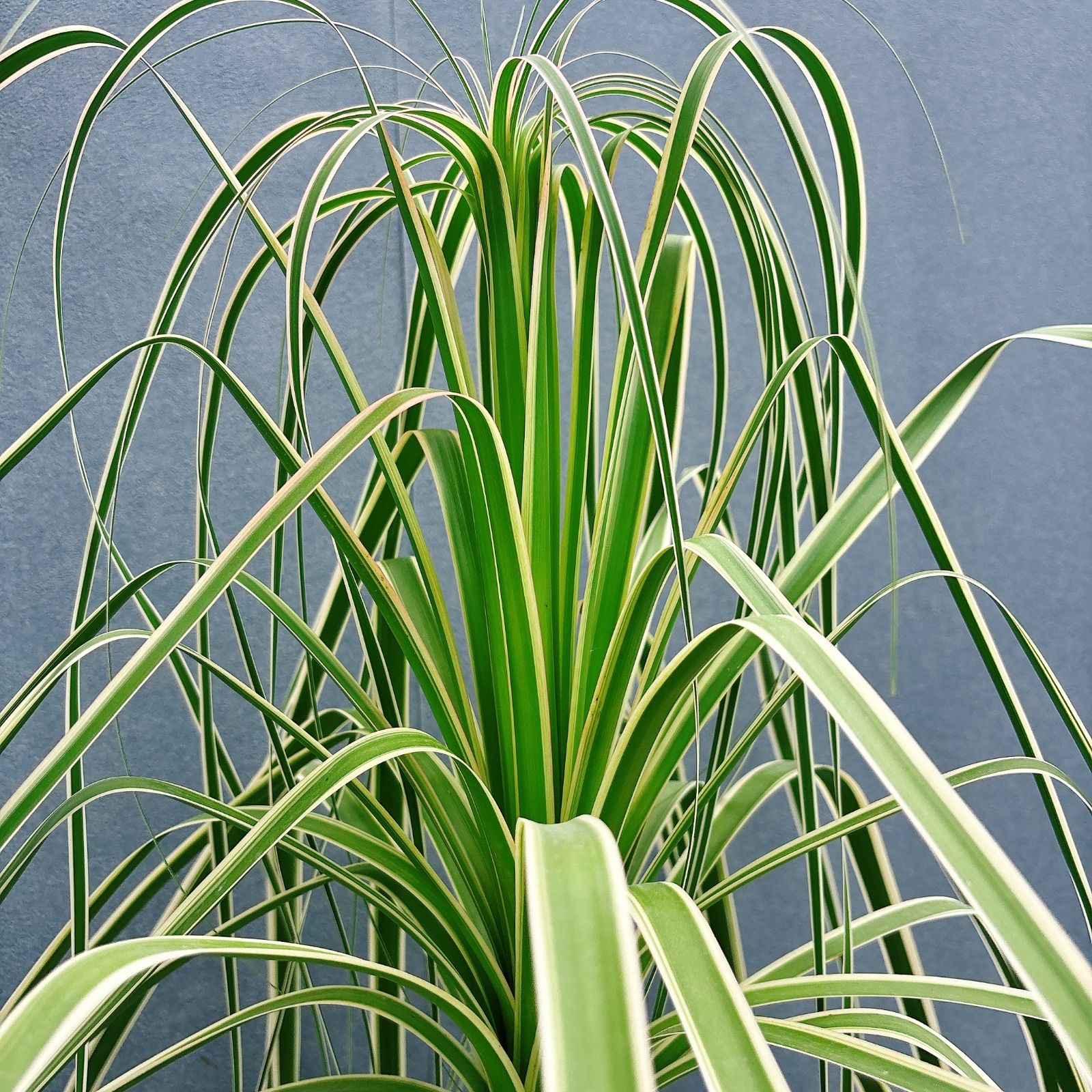 現品 おすすめ 8番 ブコニア レクルバータ バリエガータ 7号 観葉植物 室内 トックリラン 斑入り YUZUMIYA_COM