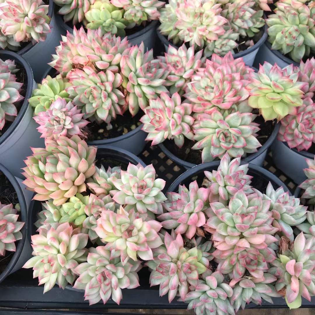 SKL1234×36 マイビーナニシキ 抜き苗 多肉植物 アエオニウム エケベリア 韓国苗