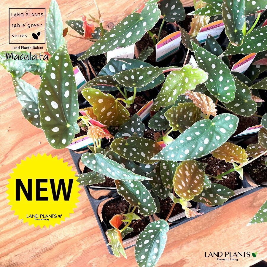 Begonia  Capped 斑入り ベゴニア スノーキャップド Begonia Snow Capped 斑入り ベゴニア スノーキャップド Begonia Snow