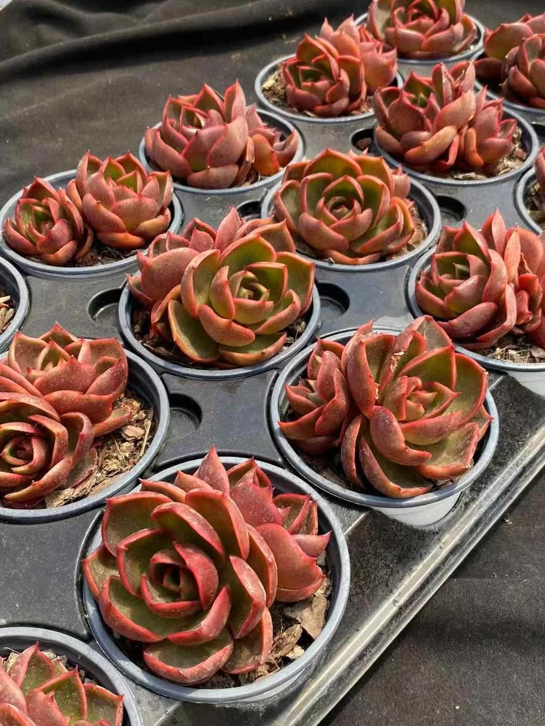 18株の抜き苗セット】レッドライト2頭 多肉植物 佐川急便発送