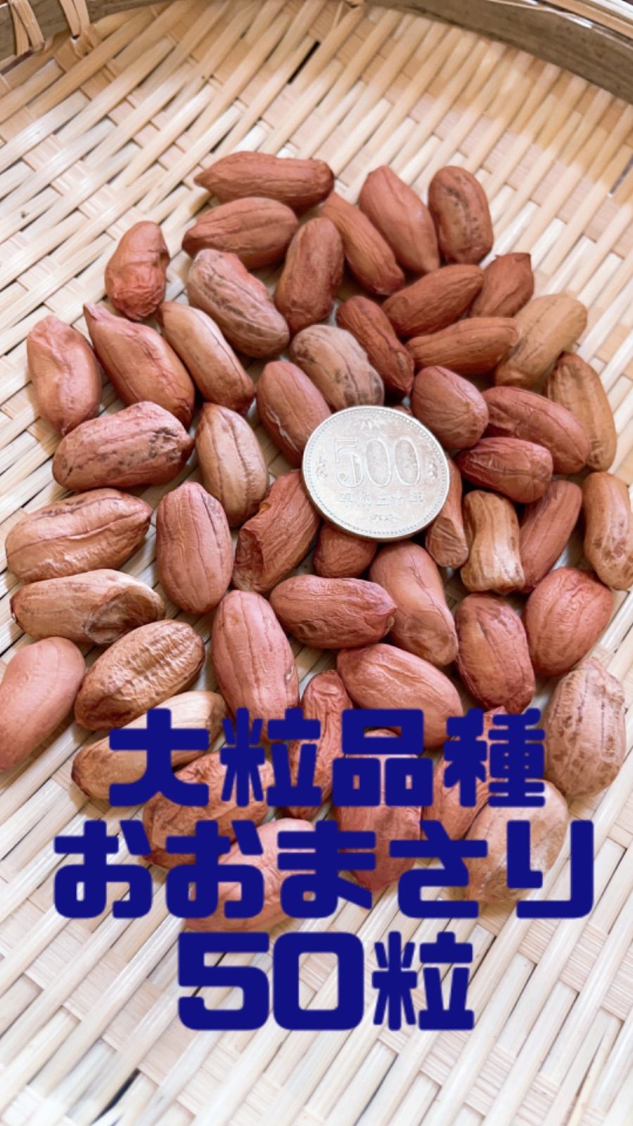 大粒品種落花生の種10粒 春まき種 野菜の種 ⑪ - 根菜・豆類・もやし