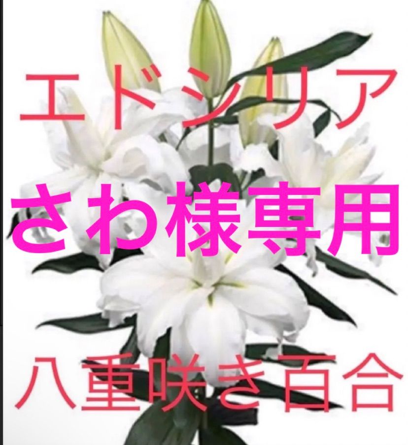 さわ様専用 本日発送して千葉県11日午前中到着予定しております