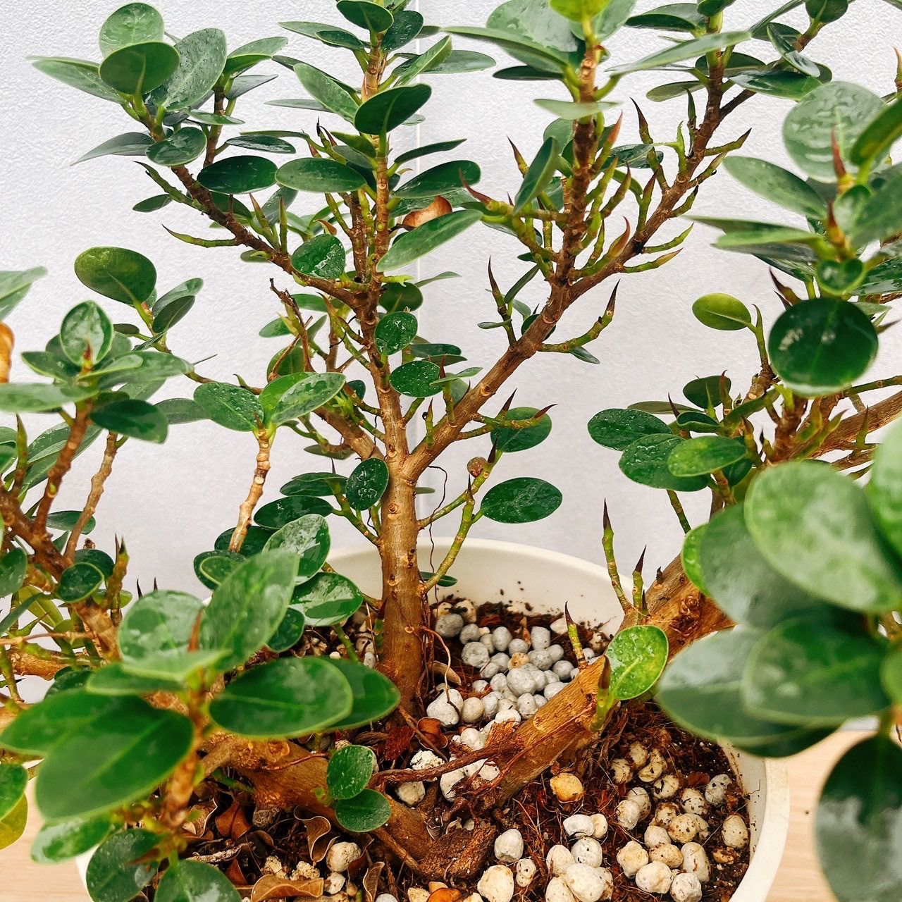 現品］【希少】50番 ポトス ステータス 7号 フェンス仕立て 観葉植物