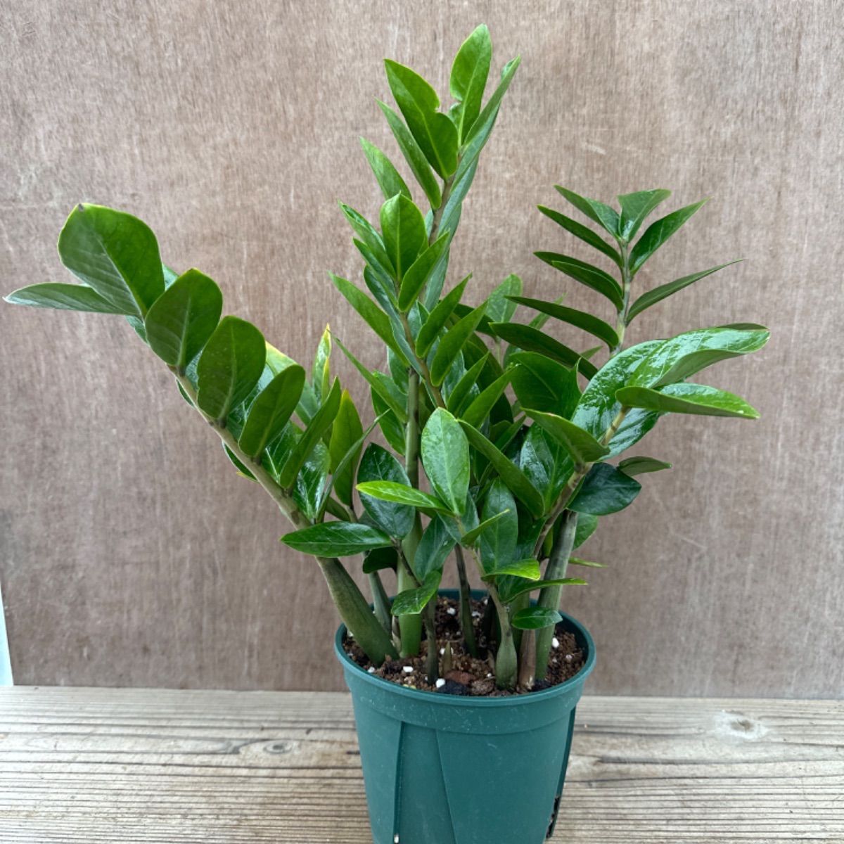 ザミオクルカス ザミフォーリア② Zamioculcas zamiifolia 観葉植物