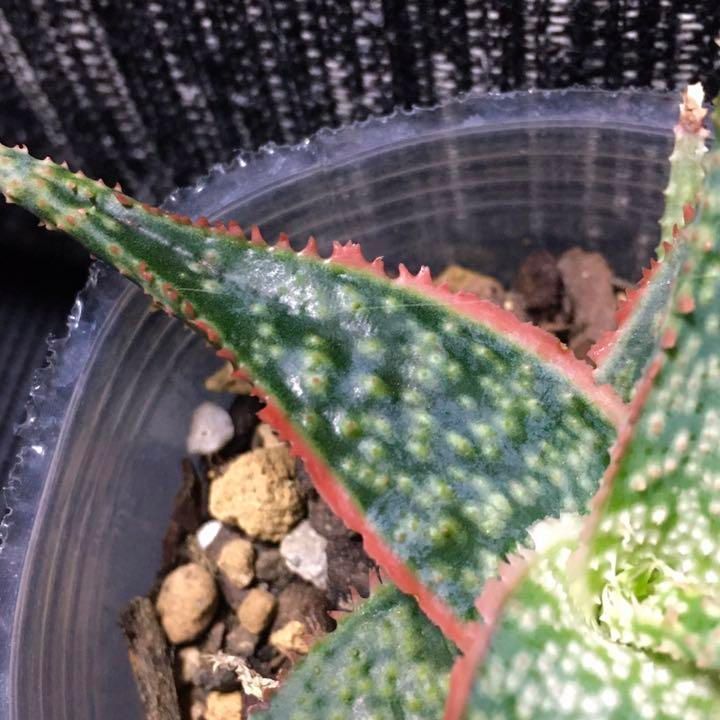 アロエ ハイブリッド ドニー 2.5寸サイズ Aloe hyb. donnie-1