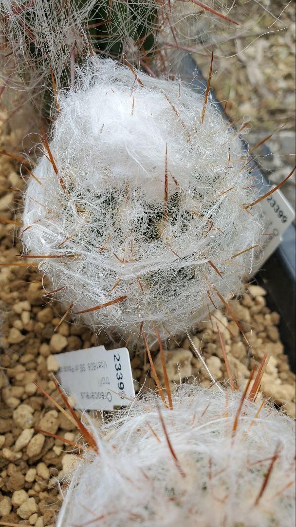 オレオケレウス