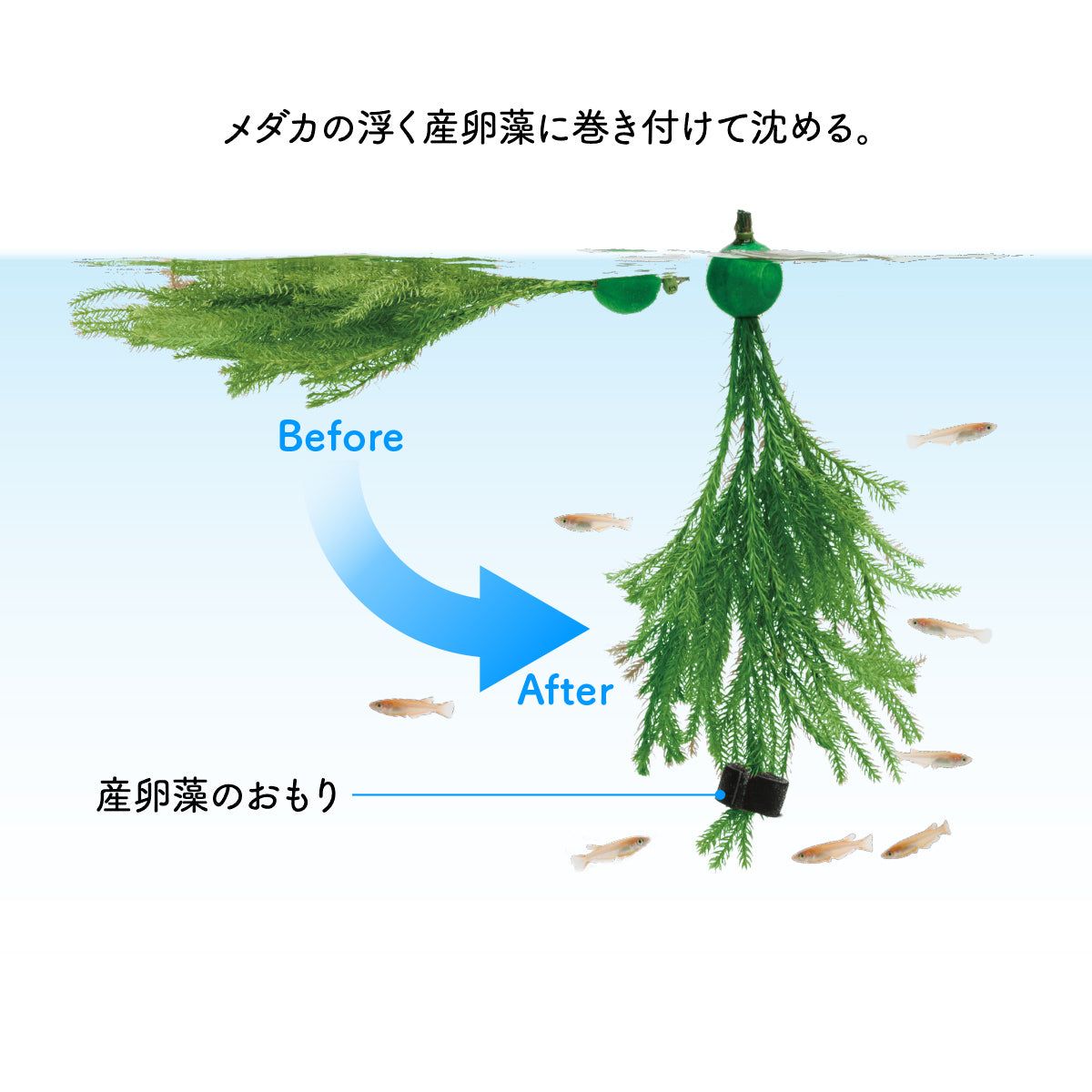 スドー 産卵藻のおもり×12本