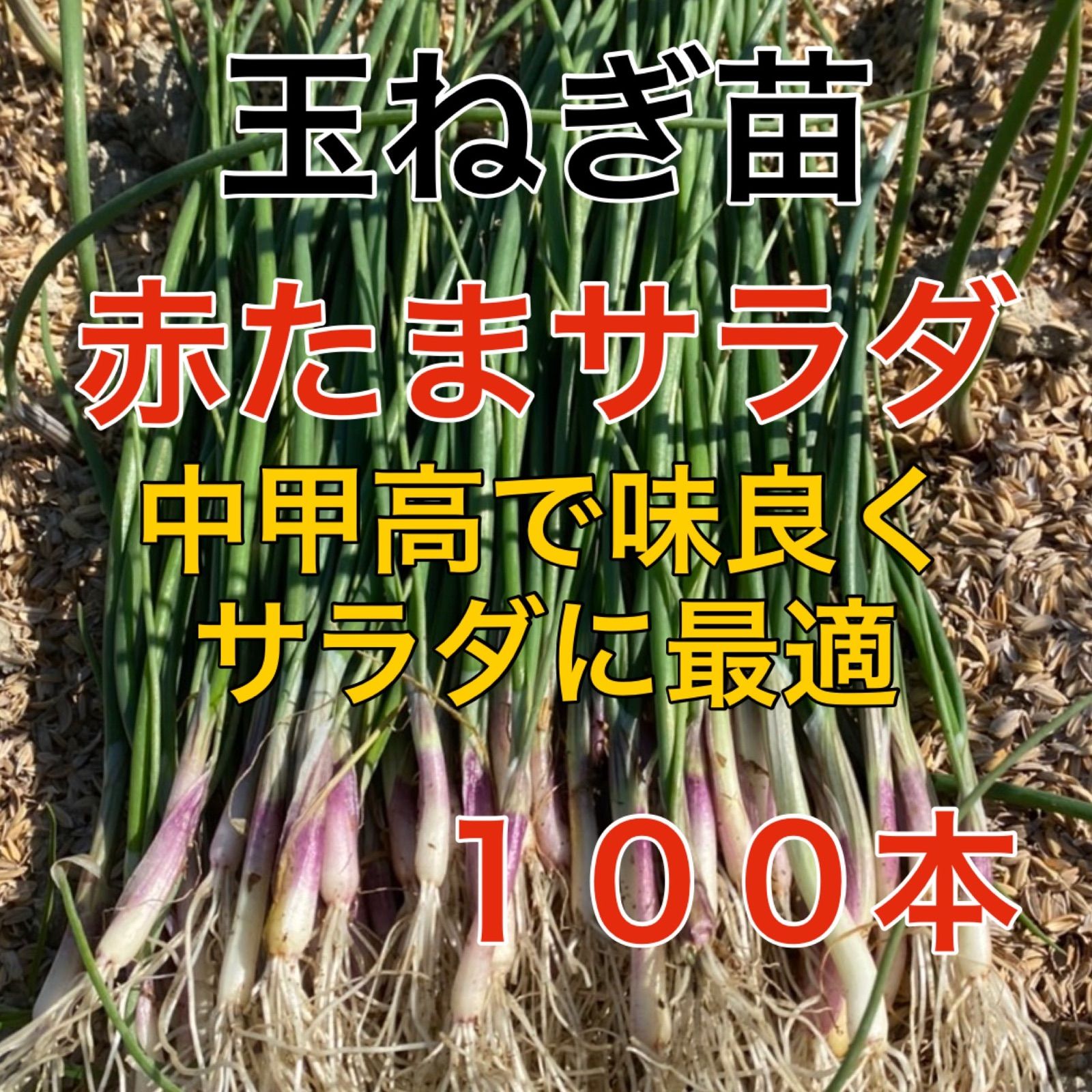 赤玉ねぎ苗100本‼️中まで彩り鮮やかな品種‼️辛味の少ない赤玉ねぎ