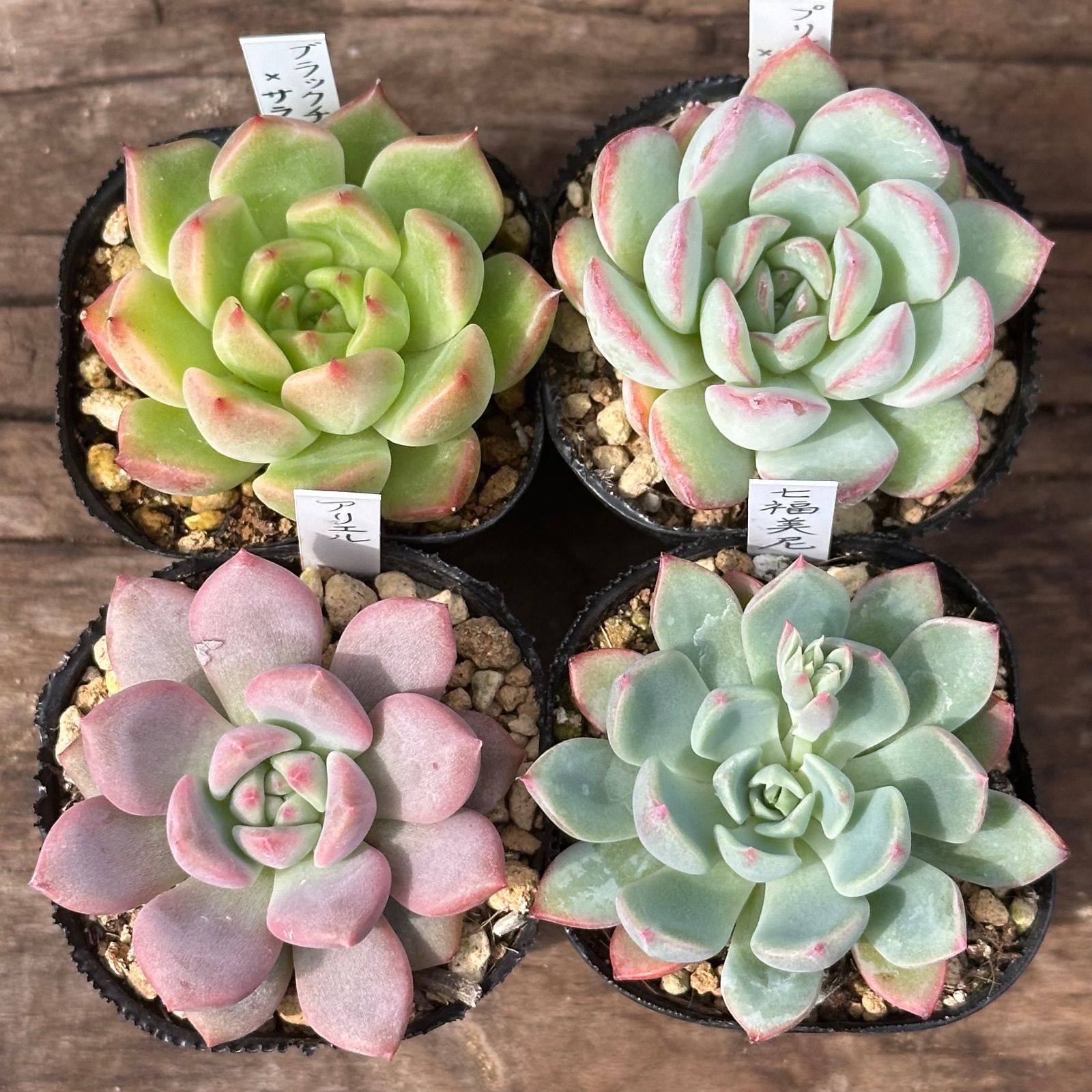エケベリア多肉植物セット select1.jpg