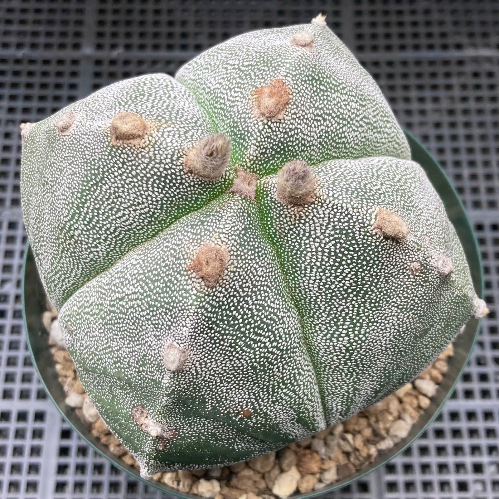 サボテン tatsu28 楽天市場】観葉植物/サボテン：四角鸞鳳玉（しかくらんぽうぎょ