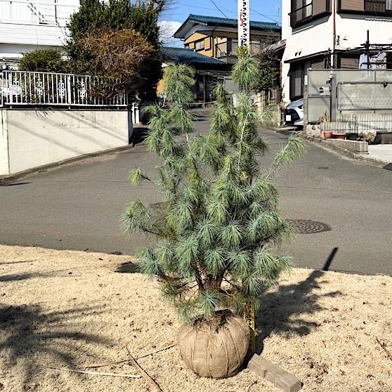 ピニョン松 マルチネスピニョンマツ ピニョンマツ STEELWINDOWSANDDOORS_COM