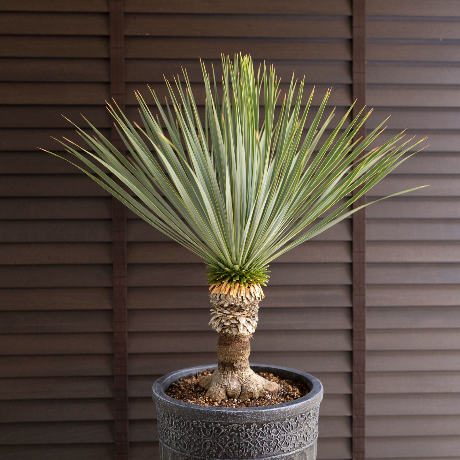 ユッカ　ロストラータ【A】　ドライガーデン ユッカ ロストラータ Rostrata 9号 陶器鉢 観葉植物 ドライガーデン