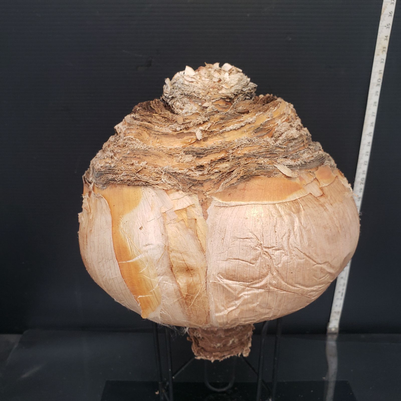 Z404 最新到着 Boophane ハエマンソイデス 現地球 抜き苗 球根植物 ブーファン ハエマンソイデス