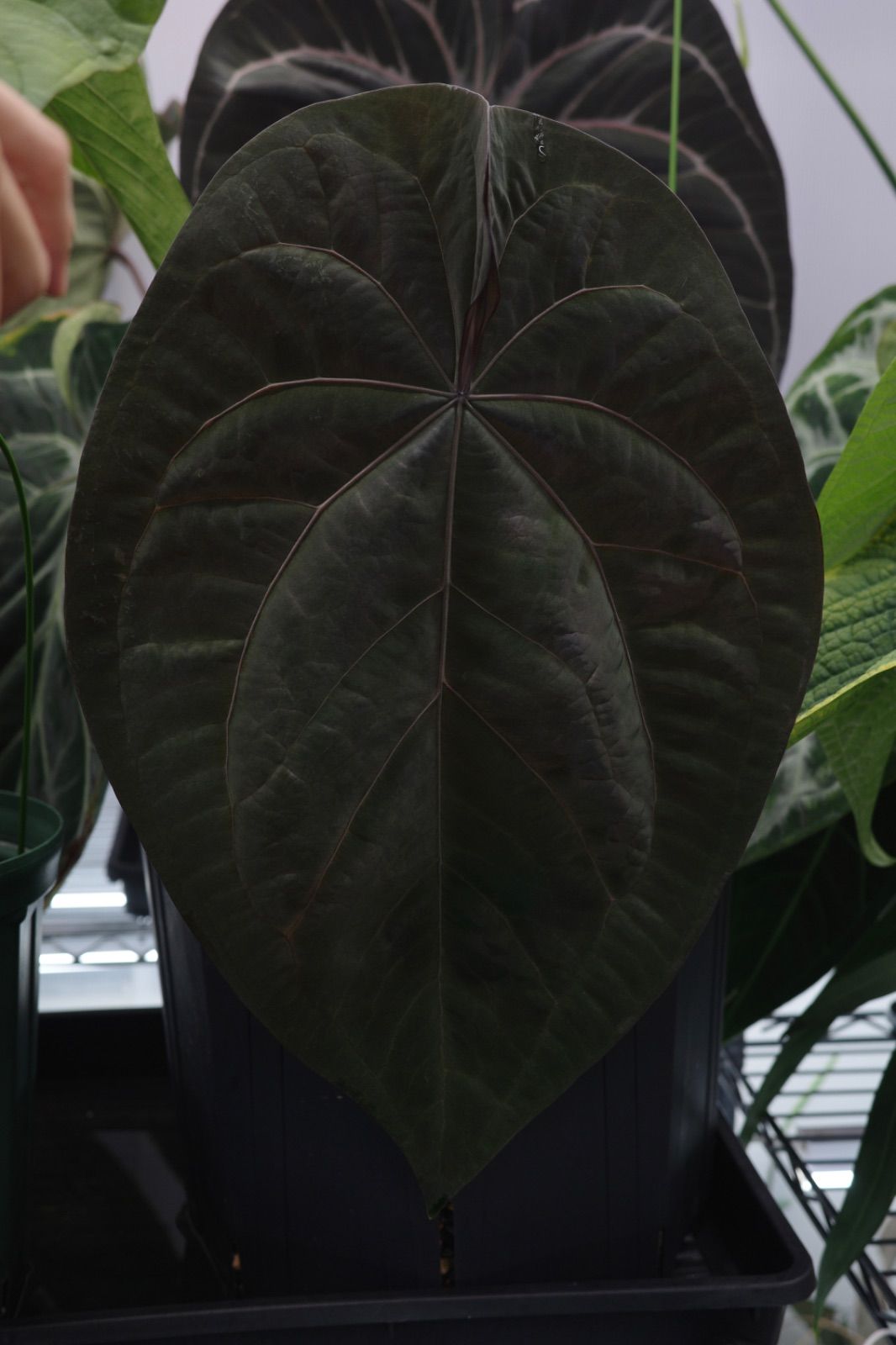 Anthuroom】Anthurium 'Ace of Spades' (df) x 'Blue