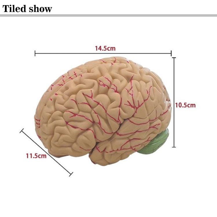 全8パーツ取り外し可能! 脳 模型 人体模型 脳解剖模型 脳モデル 図鑑 学習 医学 解剖 脳みそ 断面 頭蓋骨 大脳 脳模型 立体 仕組み 高性能 医療  断面図 勉強 医師 医学生 神経学 テスト dbu3383 - メルカリ