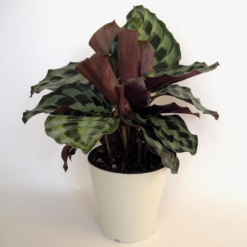 ＩＴＡＮＳＥ カラテア ヘレンケネディ 5号 1個売り 品種で選べる観葉植物 学名 Calathea Helen Kennedy クズウコン科 非耐寒性多年草 原産地 中南米●カラテアの中でも特に美しい葉模様とシックな色合いが特徴です 葉は深い緑