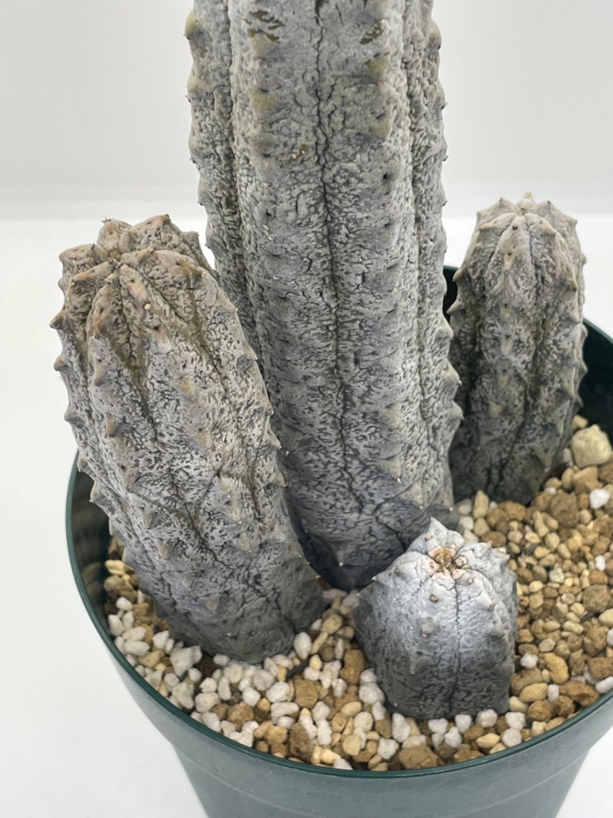 ユーフォルビア アブデルクリ 希少種 - 観葉植物