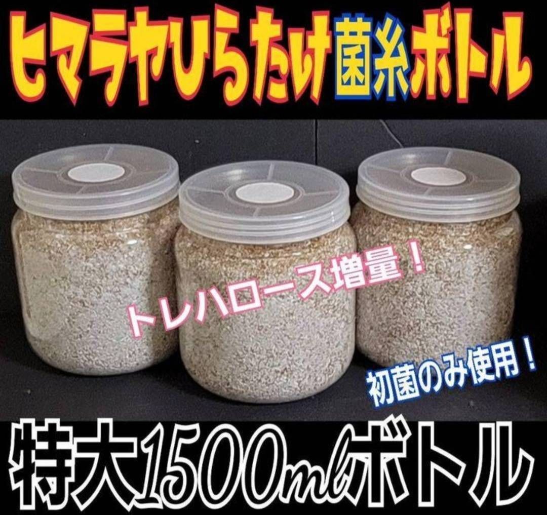 特大菌糸ボトル1500ml【6本】ヒマラヤひらたけ初菌で作成！特殊