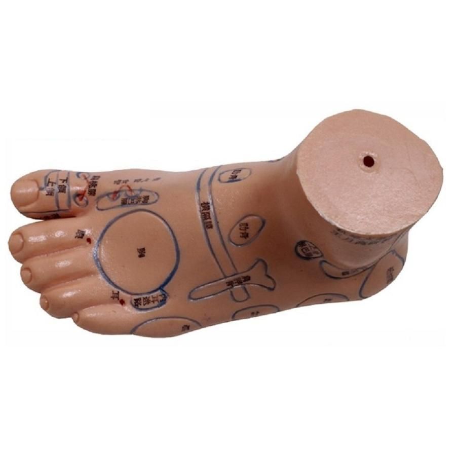 2個セット 足つぼ 模型 足つぼマッサージ 体系的に覚える ツボ