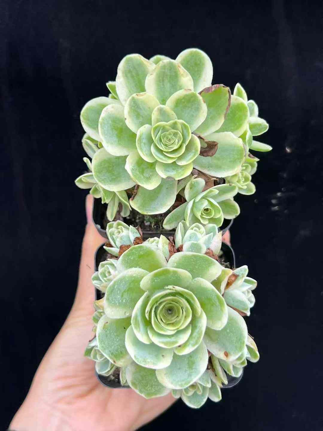 37#多肉植物アエオニウム❤️ バラの木 ❤️16頭19cm 拔き苗 37#多肉植物アエオニウム❤️ バラの木 ❤️16頭19cm 拔き苗