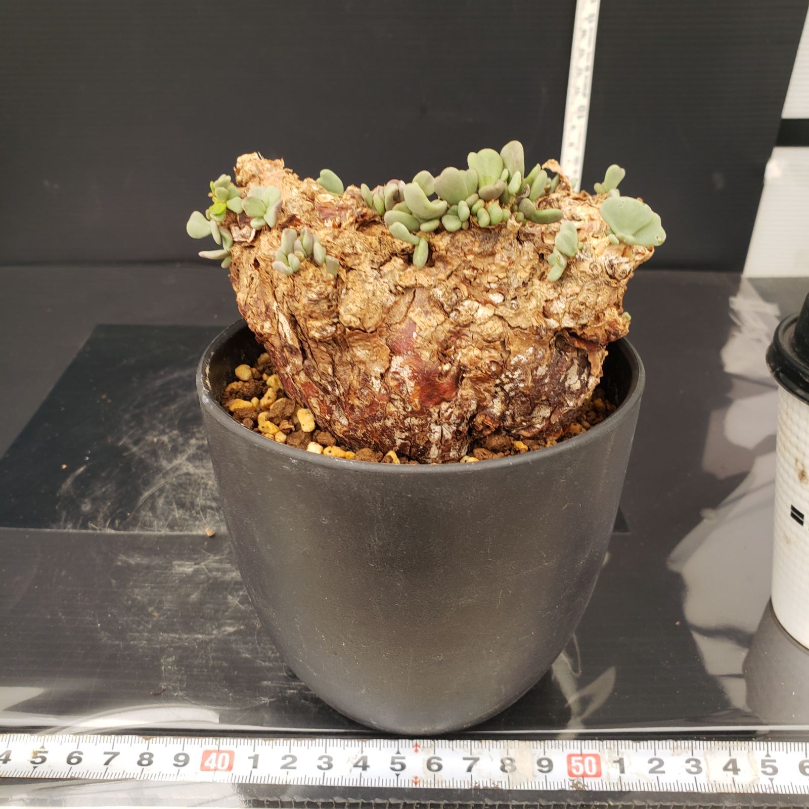 早い者勝ち！ 美株 大株 発根済 現地球 ケラリア ピグマエア プラ鉢植え替え 40日目】大株のケラリア・ピグマエア Ceraria pygmaea 発根管理