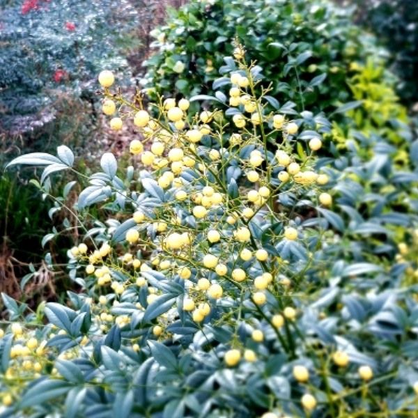 樹高0.2m前後 15cmポット