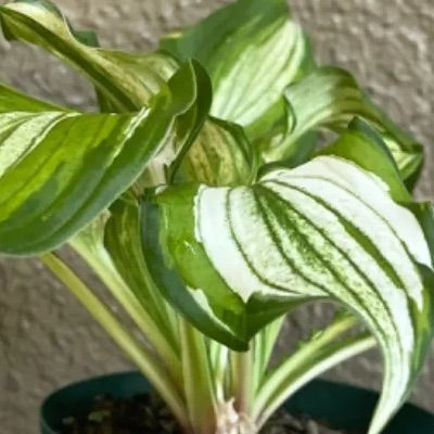 ギボウシ ホスタ 斑入り 抜き苗 芽5個 - メルカリ