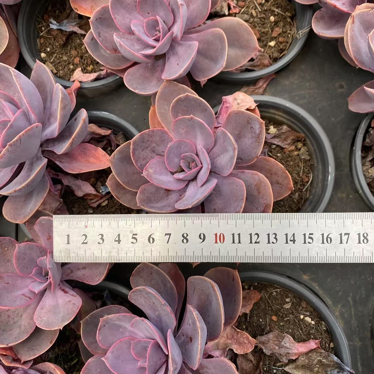 抜き苗 パープルライラック ZM1581×15株 ふっくら 多肉植物