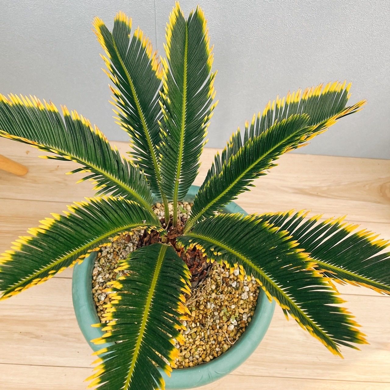 現品］【希少】キンカン ソテツ 斑入り 9号 金環 蘇轍 観葉植物