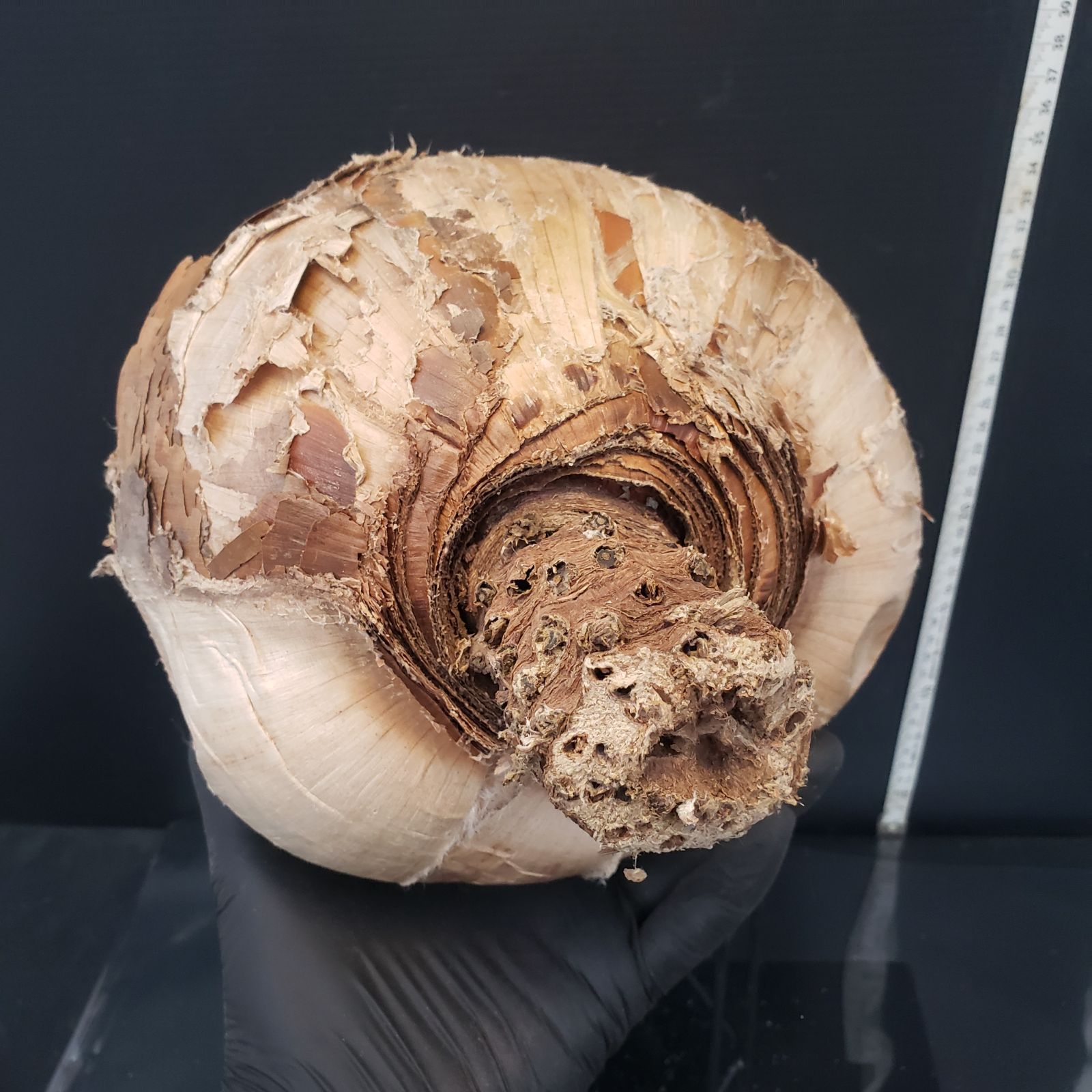 ハエマンソイデス