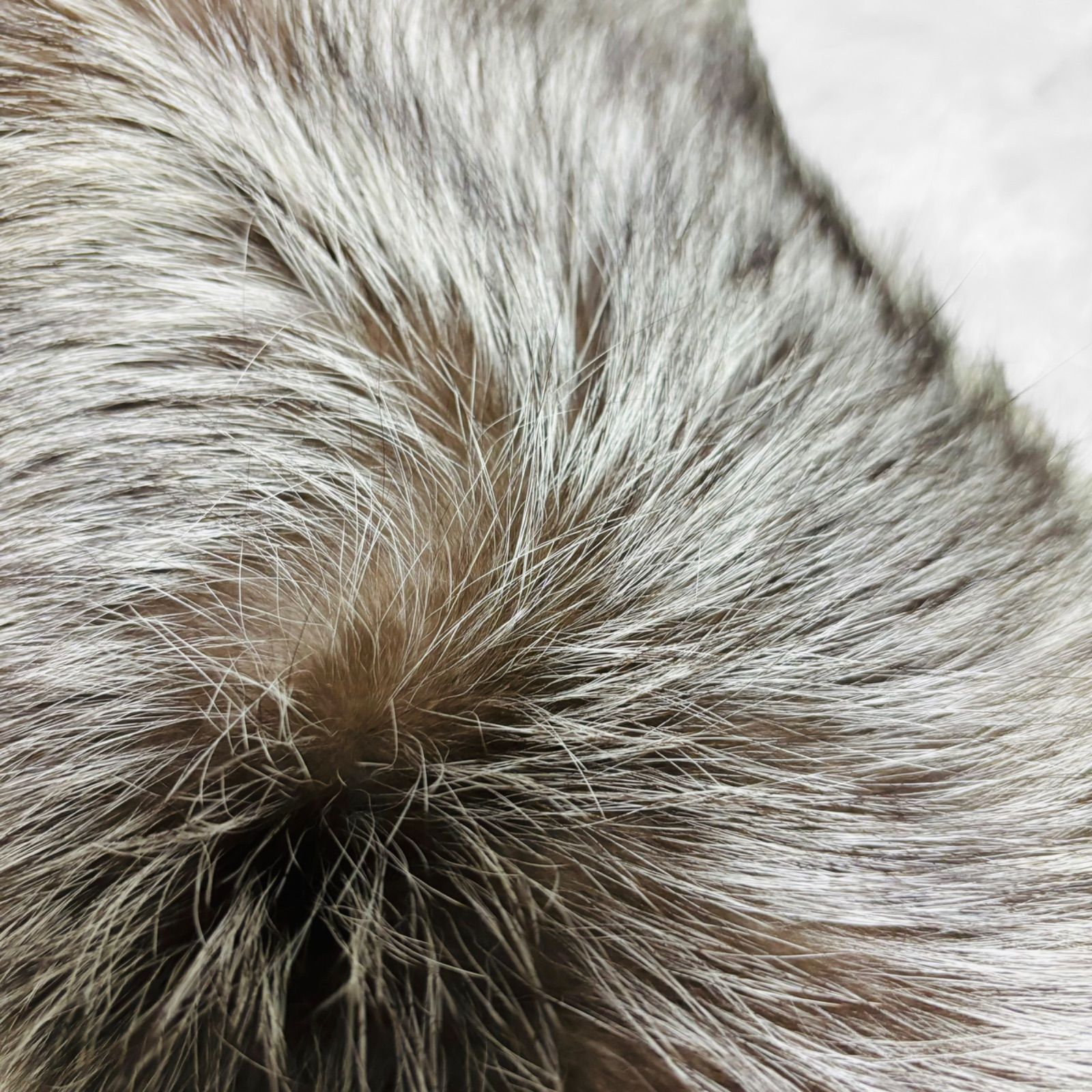 SAGA FOX サガフォックス リアルファー 銀タグ シルバーフォックス 肉