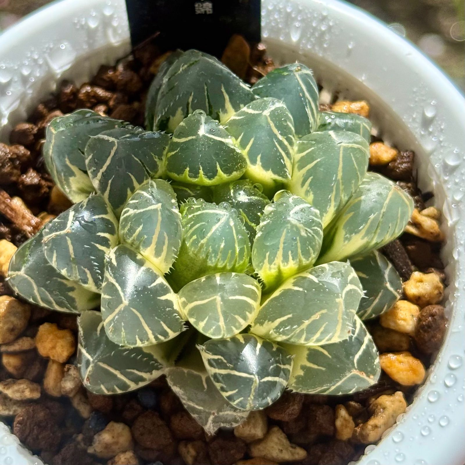 ☆☆OM実生 スプレンデンス 糊斑＊ハオルチア＊錦☆☆ OM実生 スプレンデンス 糊斑＊ハオルチア＊錦 OM実生 スプレンデンス