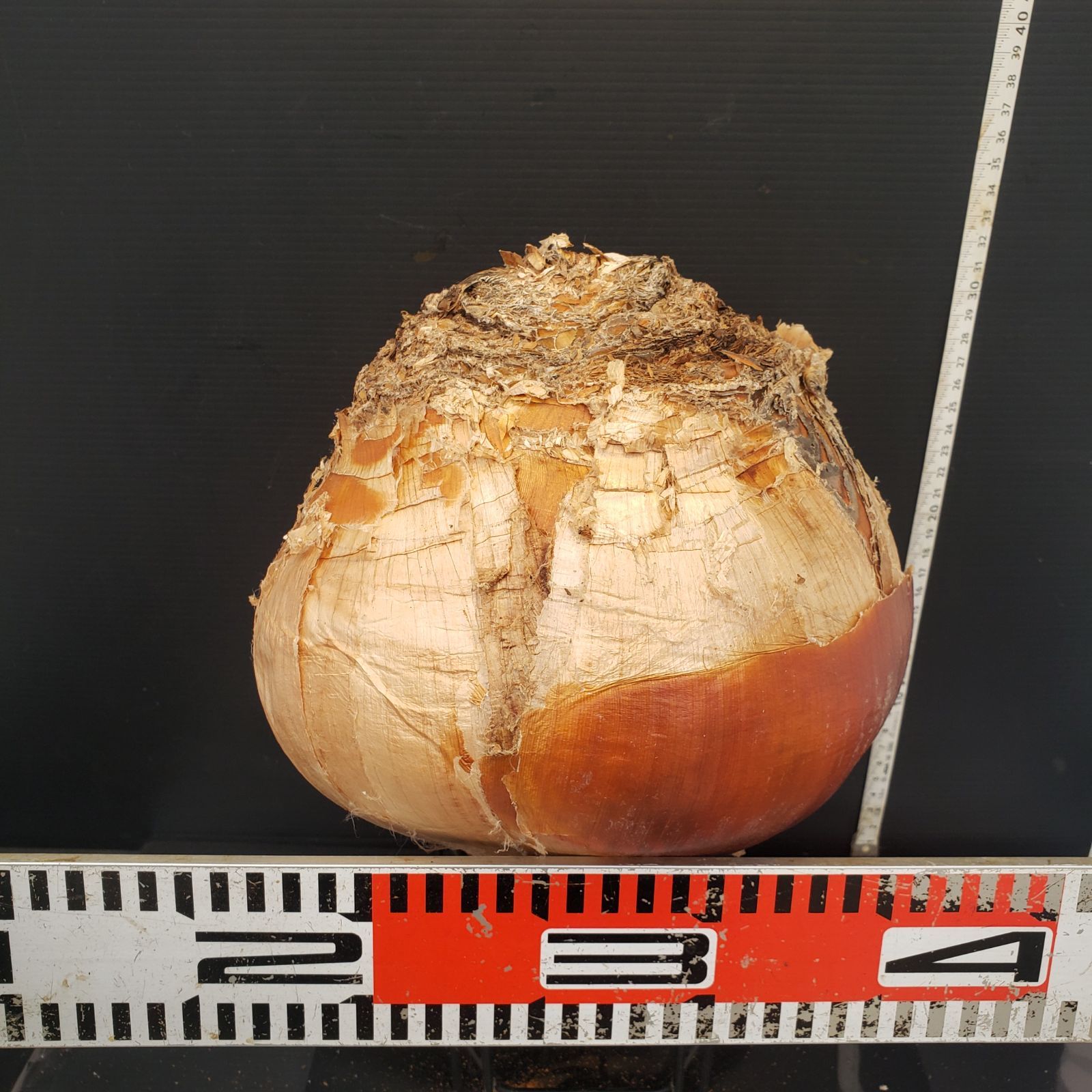 Z421 最新到着 Boophane ハエマンソイデス ML 現地球 抜き苗 球根植物 ブーファン ハエマンソイデス