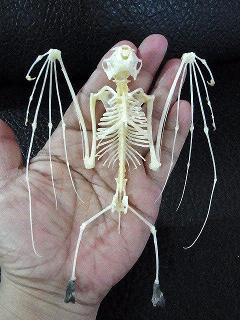 羽を広げた コバナフルーツコウモリの骨格標本 - メルカリShops