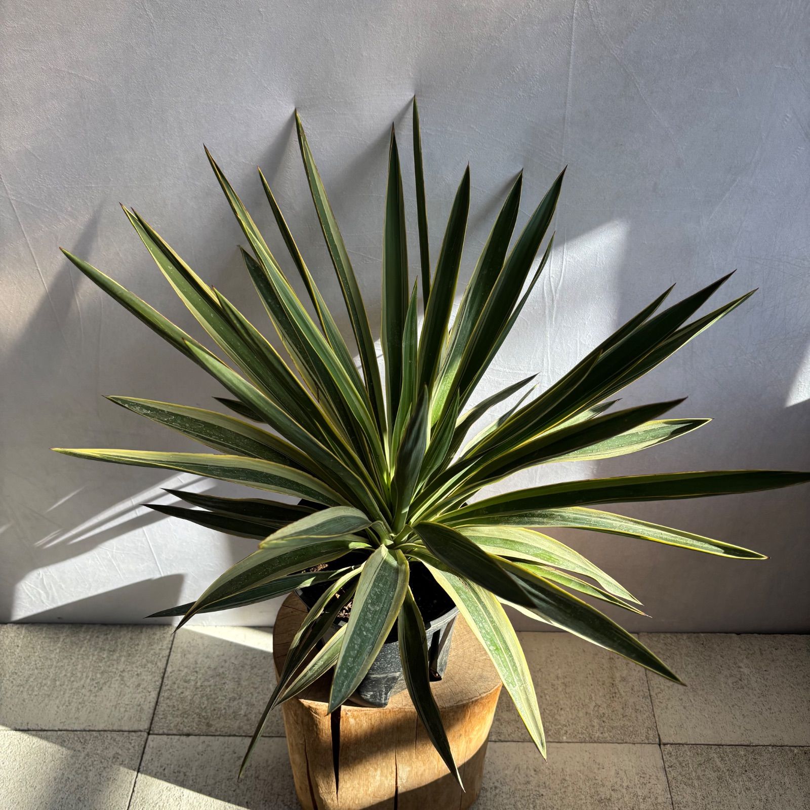 ユッカ グロリオサ バリエガータ 美株 ドライガーデン WWW_GEBZETESISAT_COM_TR