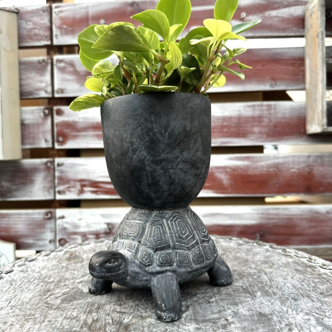 リメイク缶 5個セット リメ缶 錆び缶 プランター 植木鉢 花 多肉植物