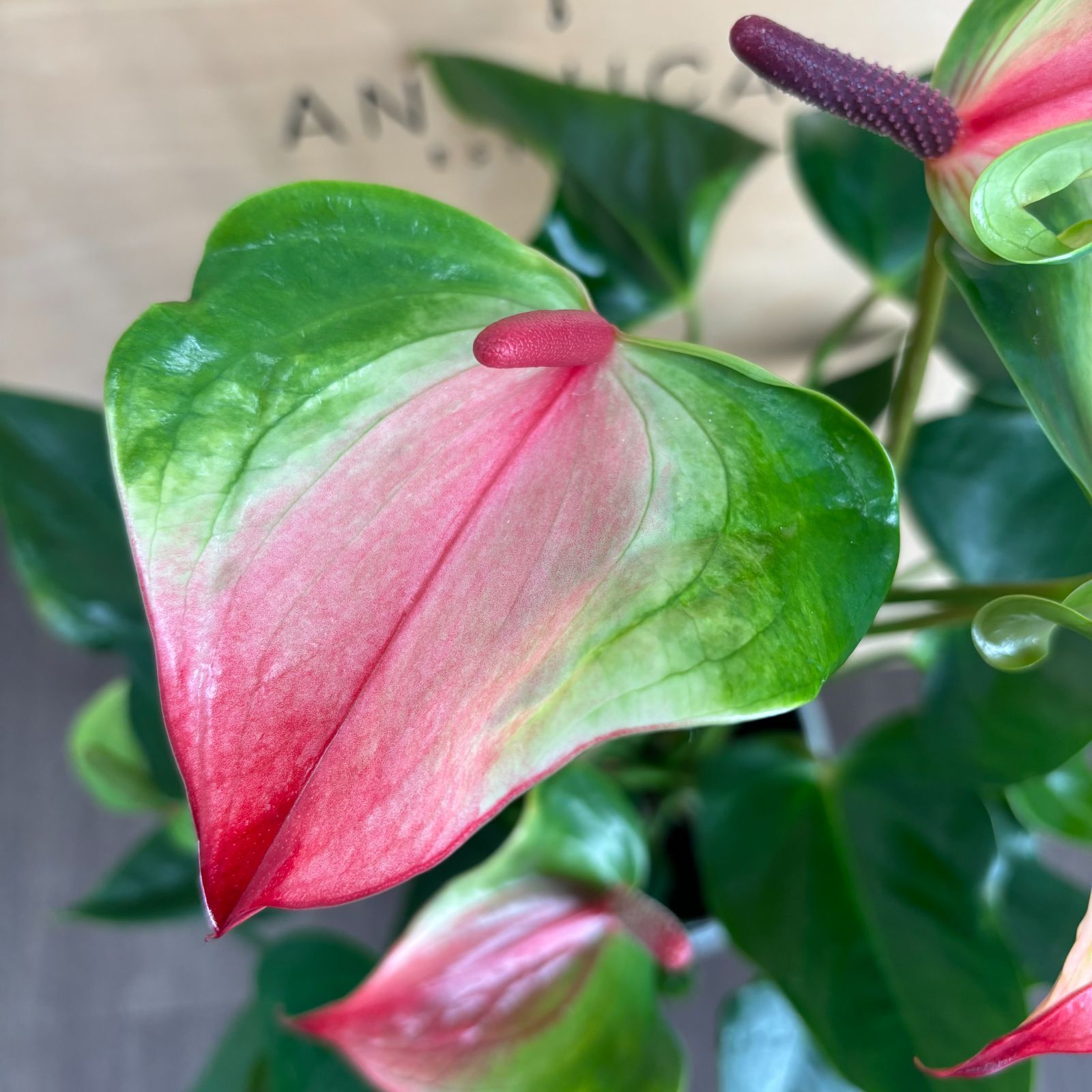 フラメンコ衣装 LOPEZDESANTOS ブラウスファルダ エプロン3点セット