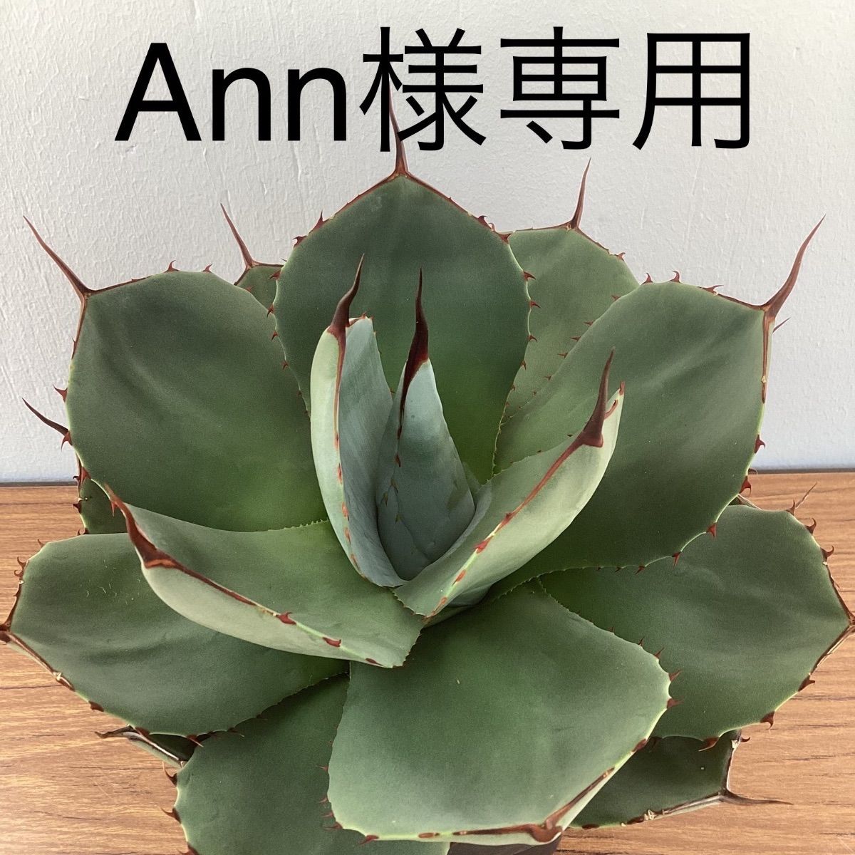 ゆめのくに様専用 アガベ パリートランカータ 極上株 【公式通販】