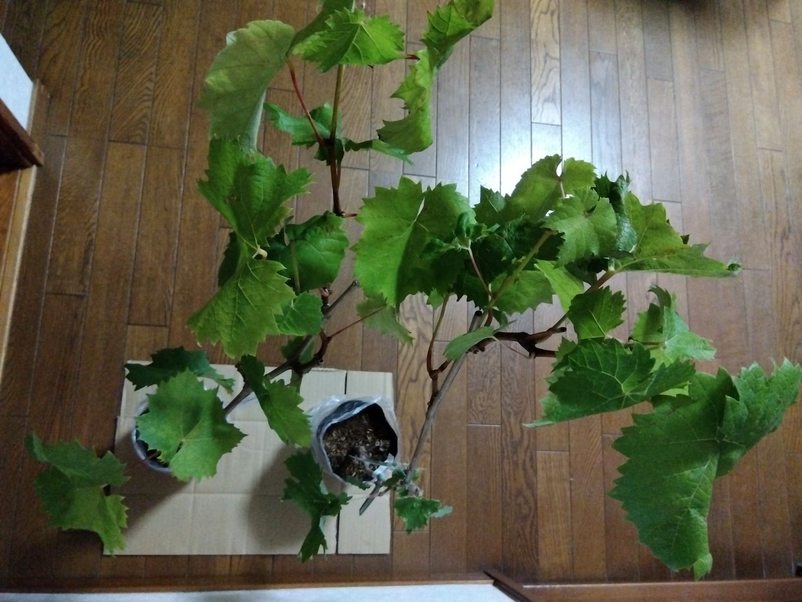 2株