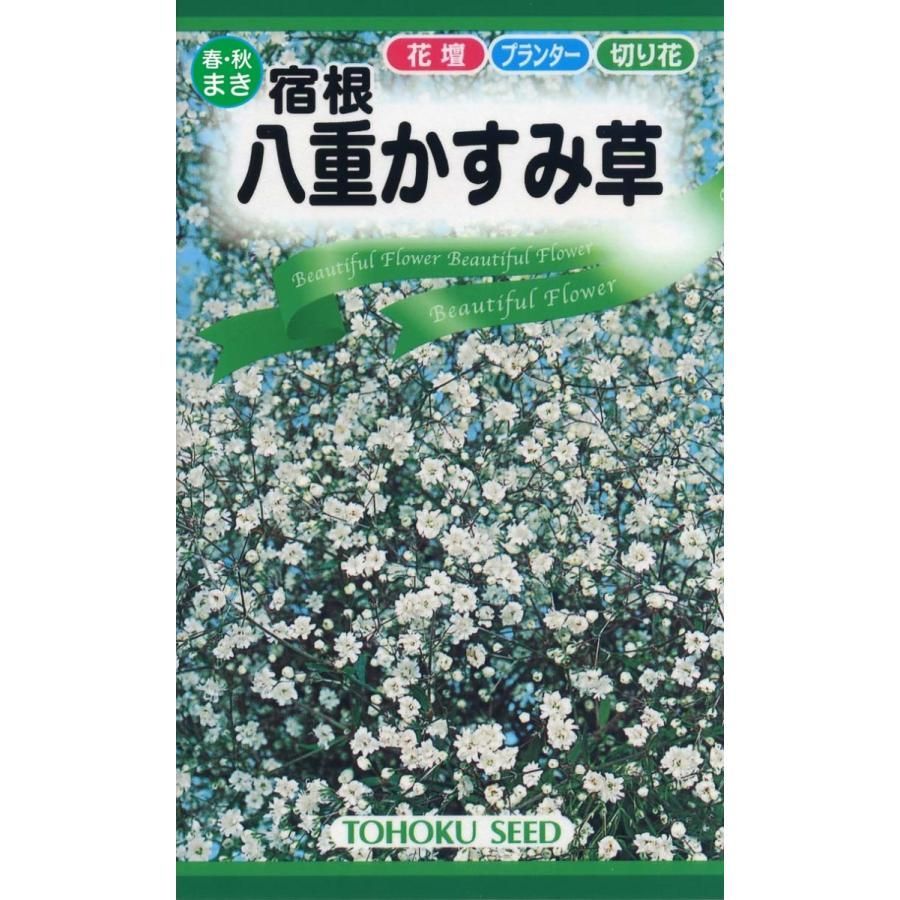 ２袋セット】春・秋蒔き 花の種 宿根八重かすみ草・ローズかすみ草