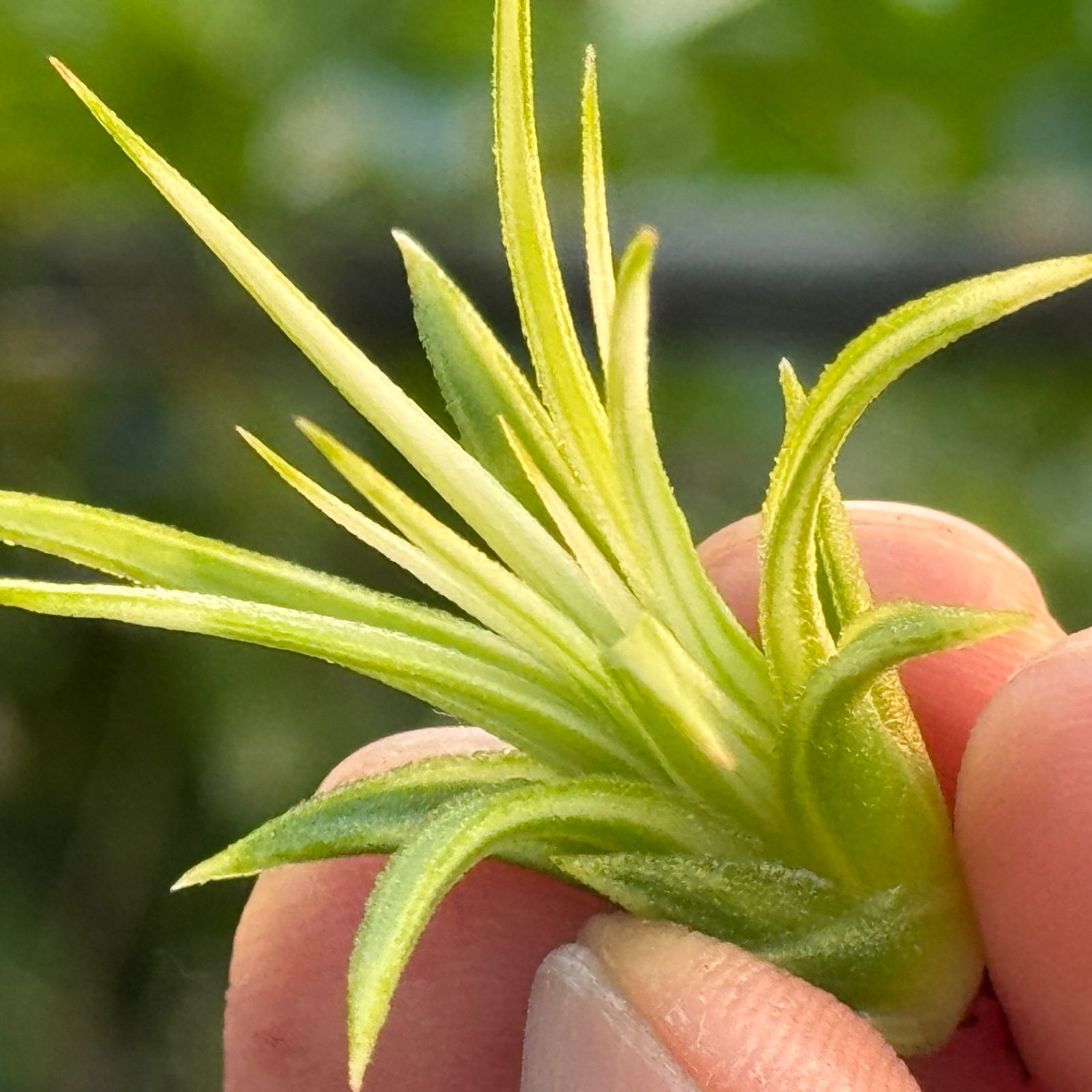 ☆美斑☆エアプランツ チランジア イオナンタ アルボマージナータ