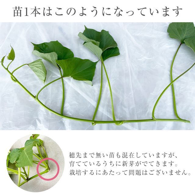 メリクロン苗