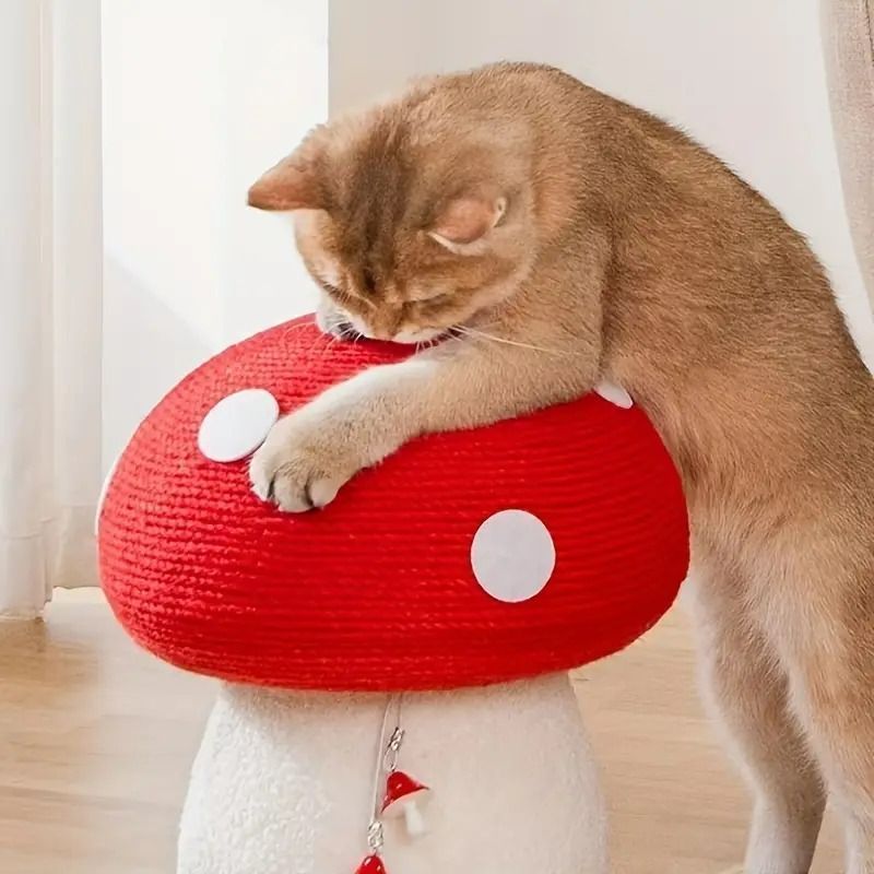 キャット